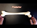 The Femur