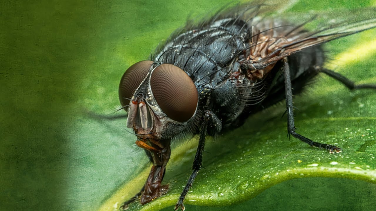 Lunch Hour Lecture | Unravelling Dementia: What Can a Tiny Fly Teach Us About Our Brains?