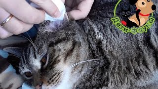 Как чистить уши кошке?