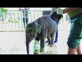 Ayurvedic treatment for cute baby elephant: Acts of Kindness CAUGHT ON TAPE