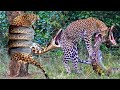 Leopard tries to scratch and struggle to escape the giant python - Python Vs Leopard