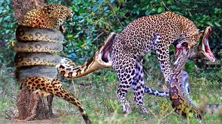 Leopard tries to scratch and struggle to escape the giant python - Python Vs Leopard