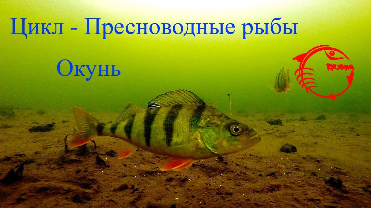 Окунь описание, образ жизни