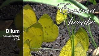 Common grass yellow butterfly (Eurema hecabe)