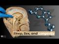 Sleep Sex Longevity The Power Of Melatonin Sleep Sex Longevity The Power Of Melatonin