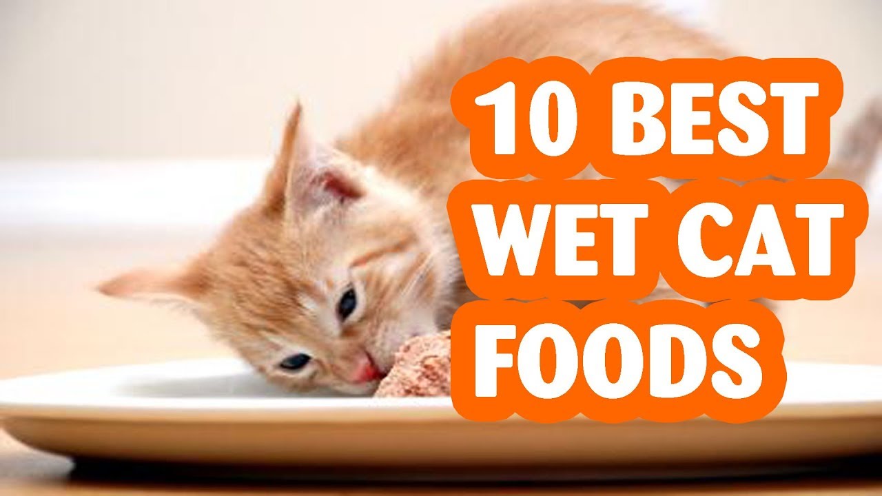 10 Best Wet Cat Foods .The Best Wet Cat Food in 2019 YouTube