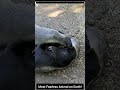 Honey Badger: The Most Fearless Animal on Earth#honeybadger #fearless #wildlife #animals