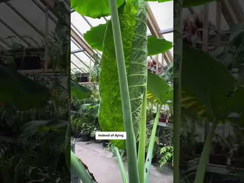 Видео: Как вы выращиваете Colocasia gigantea?