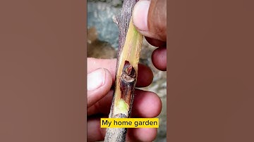 Grape 🍇 Vine Grafting || How to Graft Grape plant.