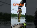 КУМЖА. Паша офигеет! #fishing  #shorts