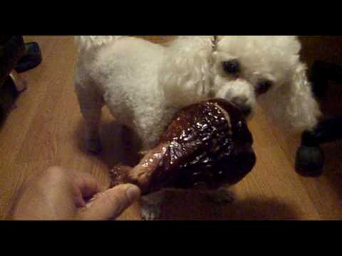 Worlds Luckiest Dog Bella The Bichon Frise Eats A ...