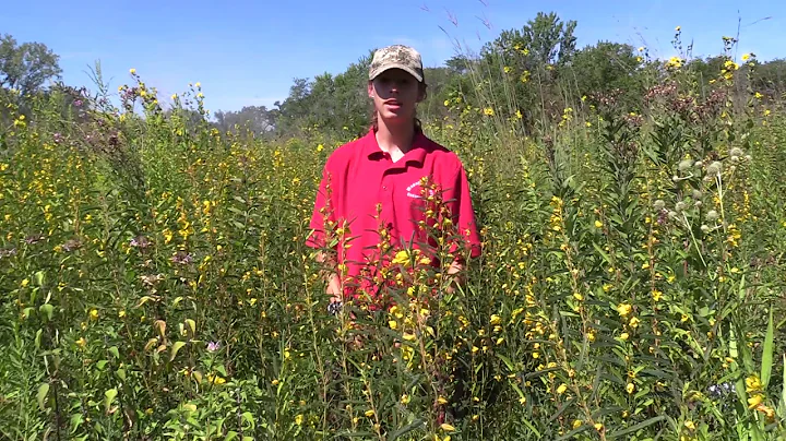 Partridge Pea