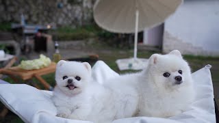 Countryside Life with Puppies and Korean Cabbage Pancakes
