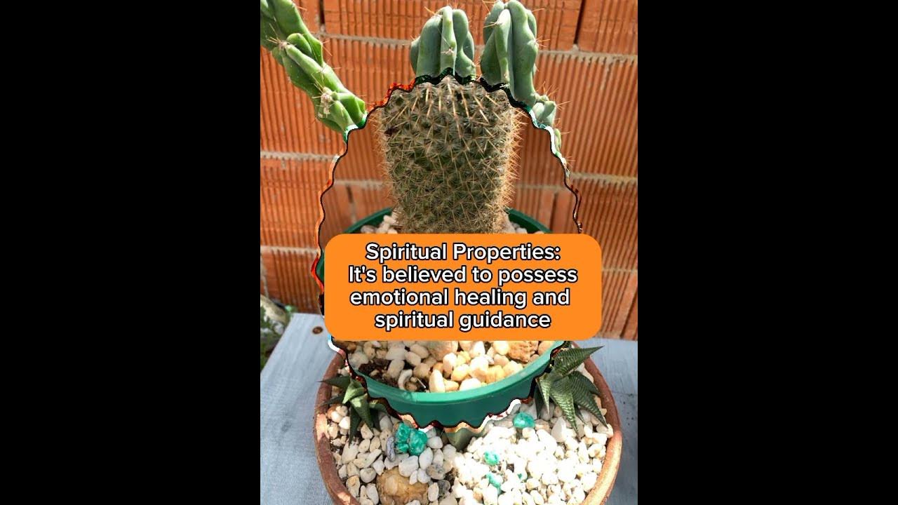 Symbolic Meaning of Cactus (Cacti) Plantsshorts YouTube