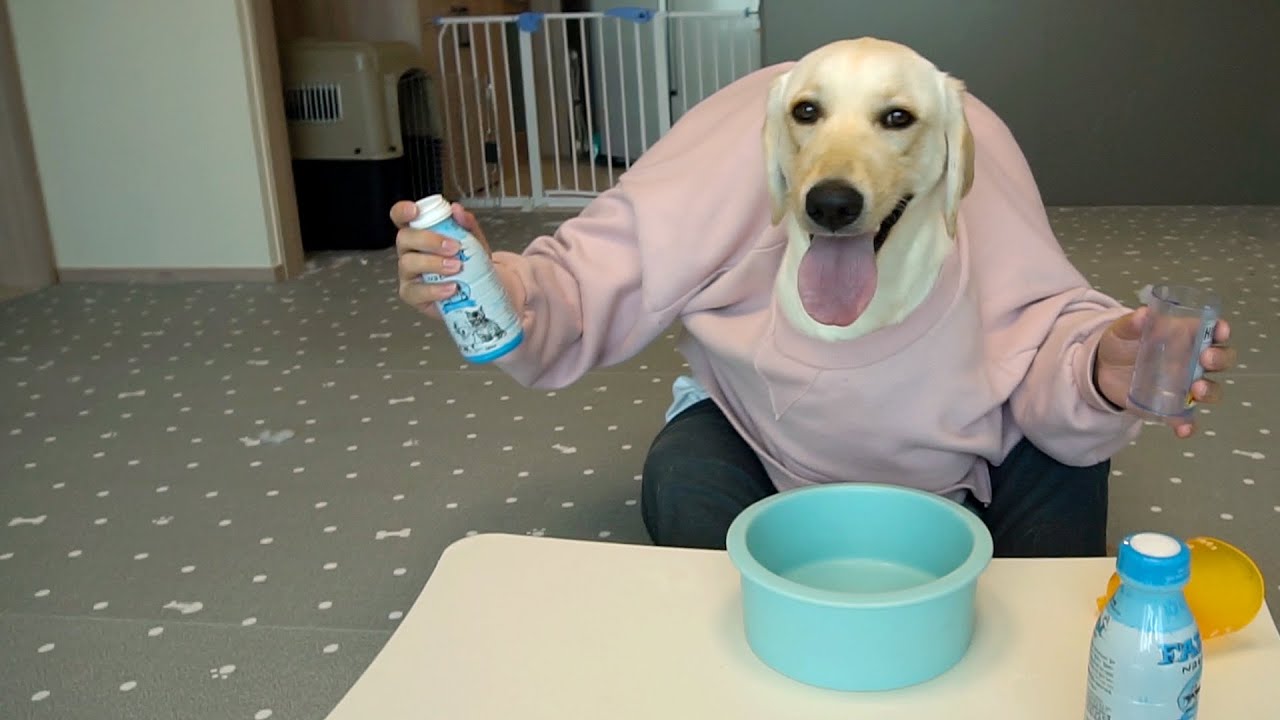 Dog Eating with human hands funny animal videos YouTube