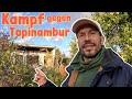 Schrebergarten Geheimtipp gegen wuchernden Topinambur | Ernte von Yacon, Ingwer und Co.