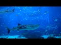 Relaxing Beautiful HD Aquarium Video - Georgia Aquarium (Ocean Voyager I)