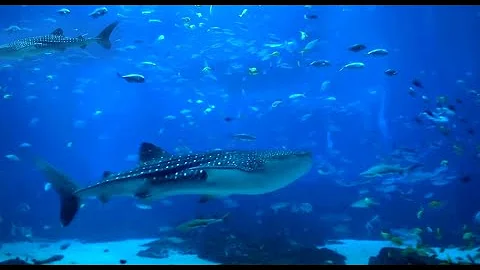 Super Relaxing Aquarium Screensaver with Two Whale Sharks