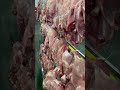 說吧 這樣的豬肉你給多少 說吧 這樣的豬肉你給多少