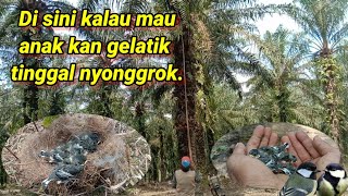 PANEN ANAK BURUNG GELATIK BATU WINGKO.