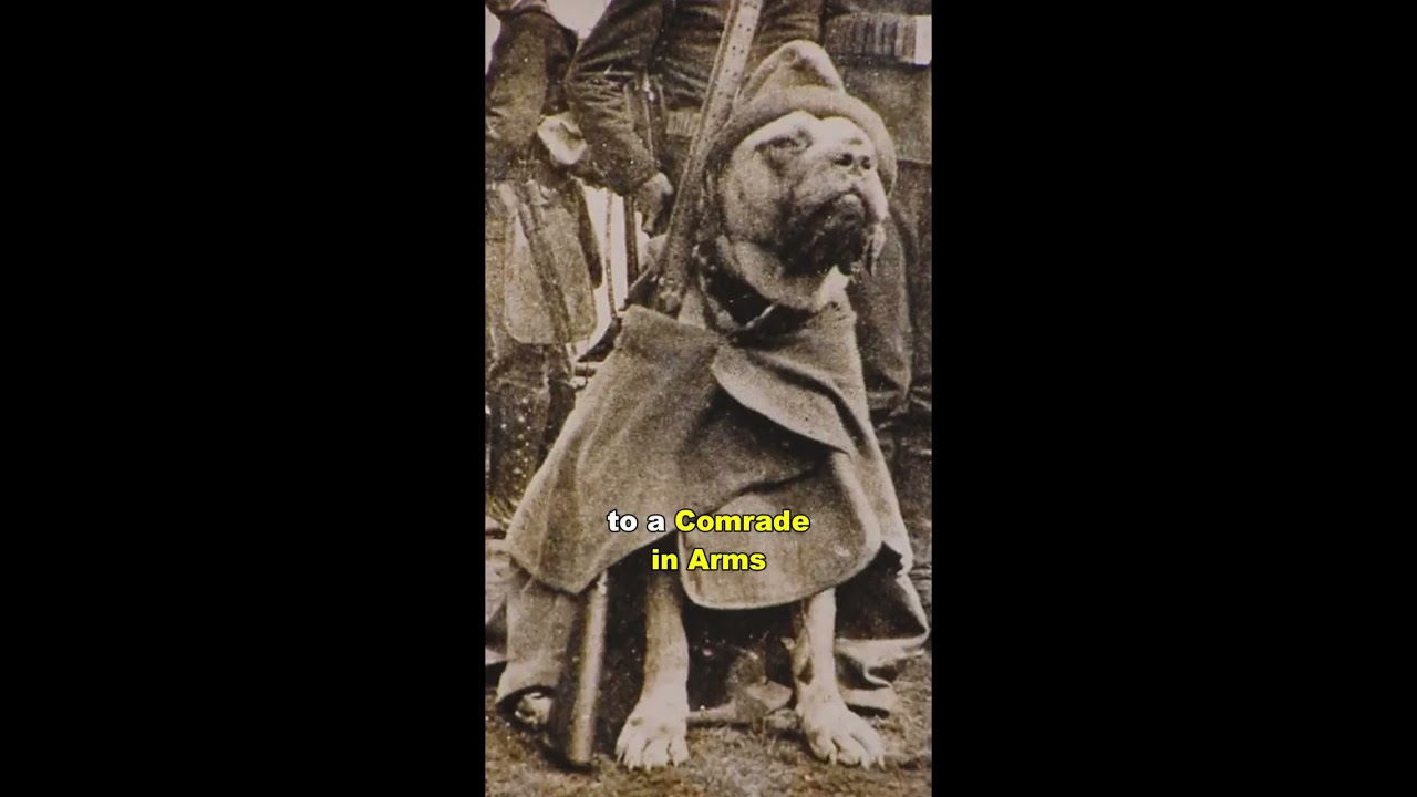 The Dog That Became A Sergeant