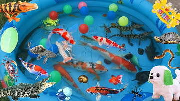 Đi Tìm Các Con Cá Nhiều Màu Sắc, Gặp Cá Sấu Đang Chạy Trốn, Mở Trứng Khủng Long Ra Con Cua