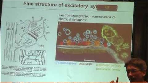 Wiring the brain, one connection at a time - Professor Thomas Biederer