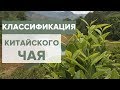 Китайский чай |  Классификация | Зеленый и черный чай.