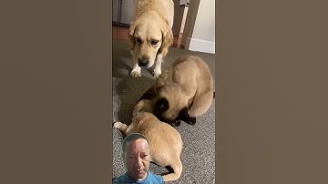 Cat comforts crying puppy while mom takes a break