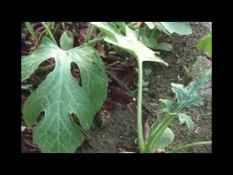 فيديو: نباتات بطيخ الأوركيد الجديدة - معلومات عن زراعة بطيخ الأوركيد الجديد