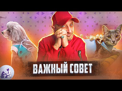 Видео: Что вы должны знать о том, чтобы быть владельцем собаки