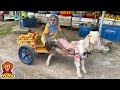 Yoyo jr takes the goat to harvest fruit to sell