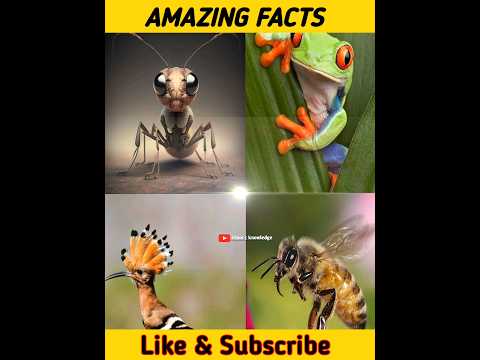 Amazing facts 🤩 