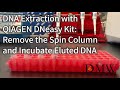 Dna extraction with qiagen dneasy kit remove the spin column and incubate eluted dna