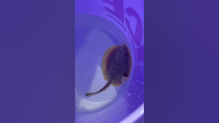 Would YOU hand feed a STINGRAY??😳