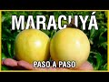 El cultivo de Maracuyá - PASO A PASO - El productor TV