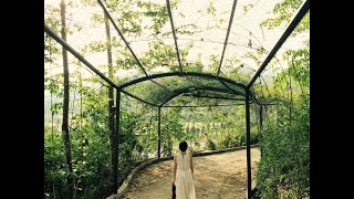 明明就  (小提琴版  violin cover - 周杰伦原唱) - Wan San @ Kechara Forest Retreat