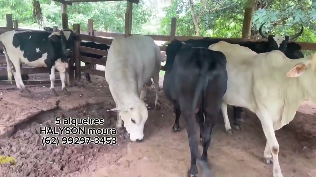 5 alqueires de oportunidades em professor Jamil R$ 1.300.000,00