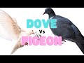 La diffrence entre une colombe et un pigeon