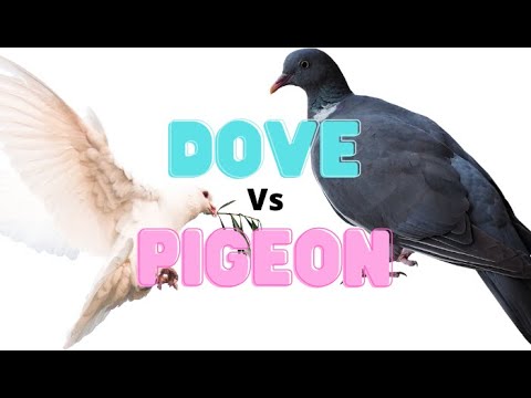 The difference between a dove vs a pigeon