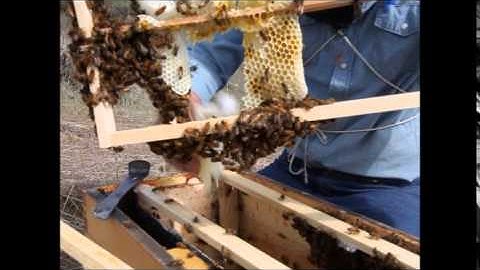 Straightening Out Rogue Comb in foundationless frames 1 week after installing the package