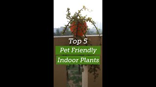 Top 5 pet friendly plants