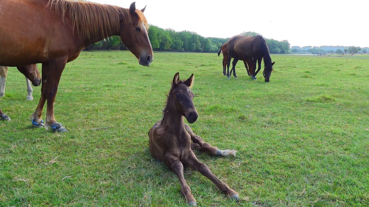 Высвобождение свободы. Первый вкус маленького жеребенка к природе ...