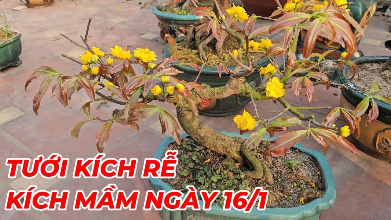 🔴 QBS25762 -  TƯỚI KÍCH DỄ VÀ KÍCH ĐỌT CHO CÂY MAI VÀNG MIỀN BẮC ĐẦU NĂM CHO CÂY MAI VÀNG #maivang