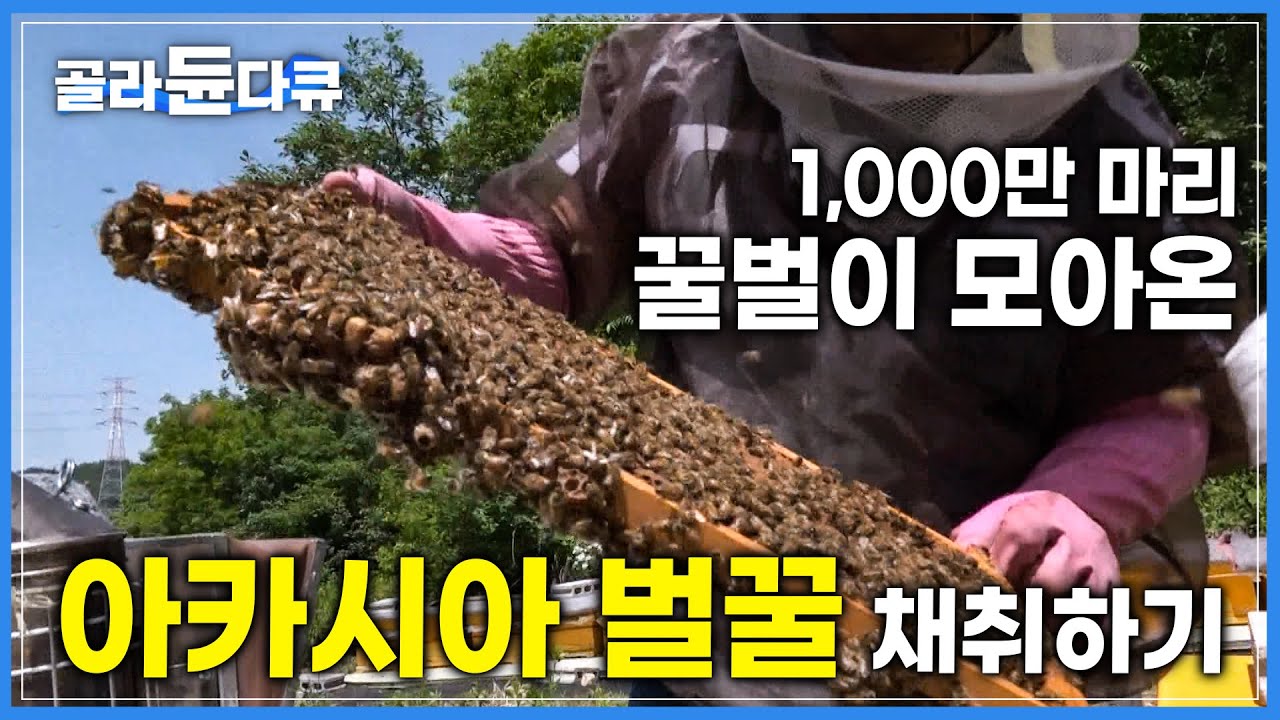단 20일 만에 결정되는 1년 농사! 최상급 아카시아 꿀을 챙기는 이동 양봉꾼🍯│극한직업│#골라듄다큐