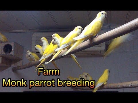 monk parakeet breeding