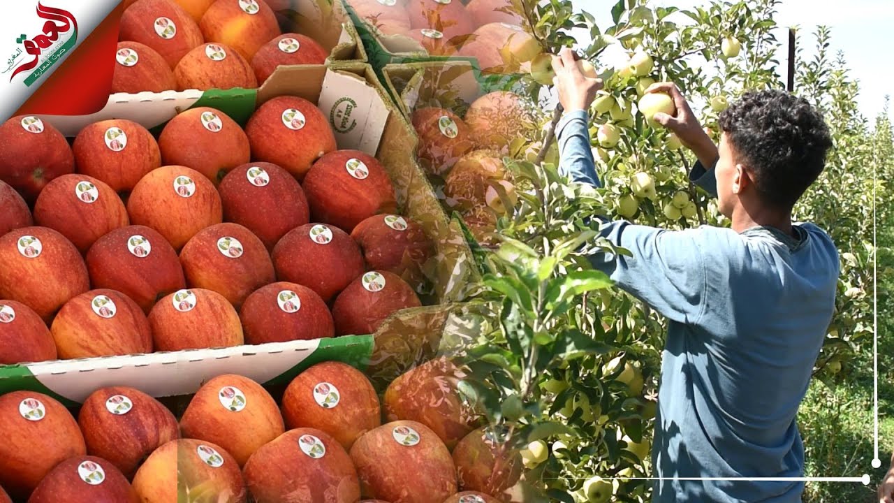 موسم جني التفاح بإيموزار.. فلاحون يستبشرون خيرا ويتوقعون موسما فلاحيا جيدا