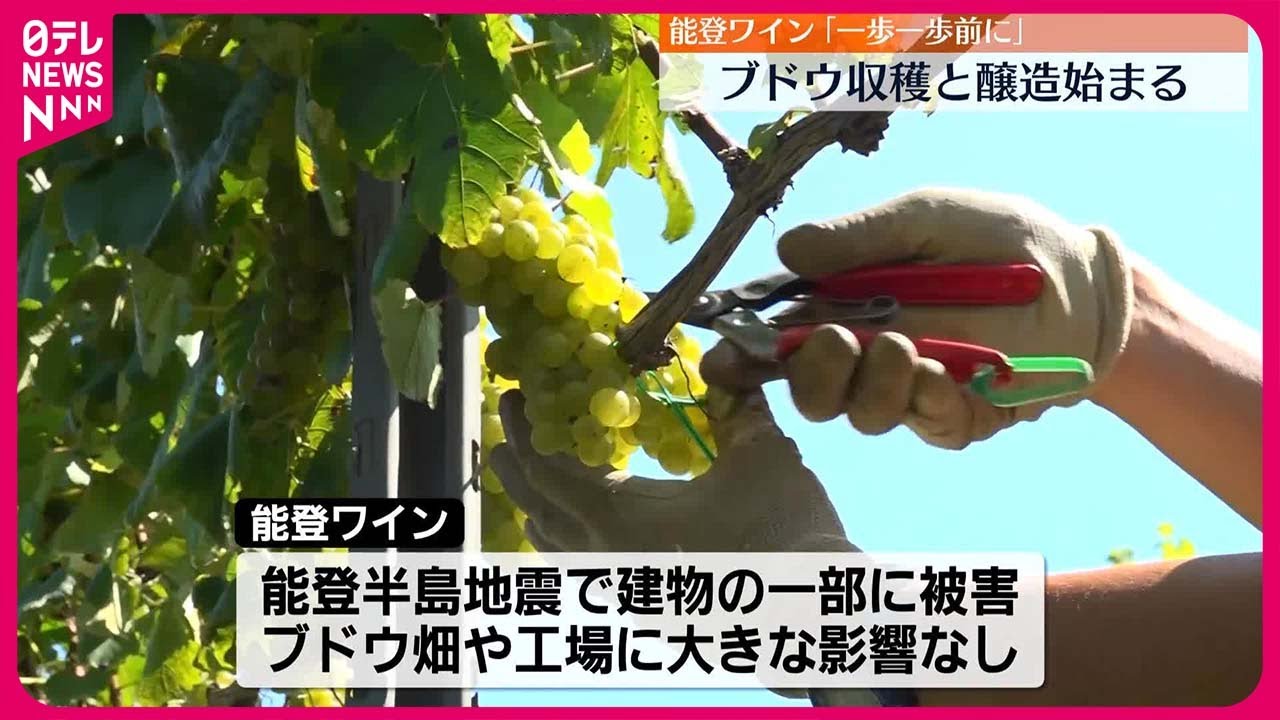 【希少】ブドウ畑から始まる職人ワイン造り Amazon.co.jp: ブドウ畑から始まる職人ワイン造り: ブドウ栽培から