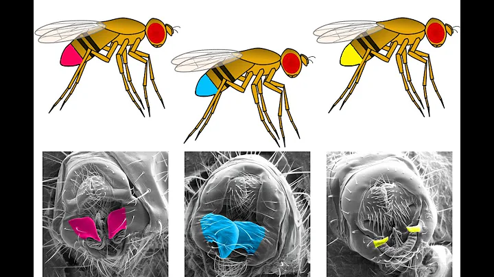 Tiny Fruit Flies Answer Big Scientific Questions