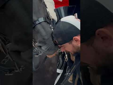 HORSE HITS HIS